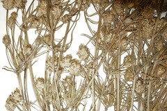 Plantago indica
