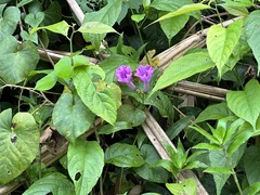 Ipomoea mitchelliae