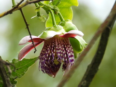 Passiflora alata