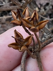 Rhododendron pilosum