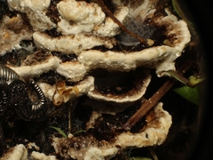 Earliella