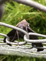 Phyllodes imperialis