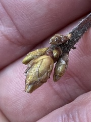 Rhododendron pilosum