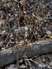Rhododendron pilosum