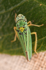 Graphocephala atropunctata
