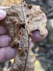 Caryomyia