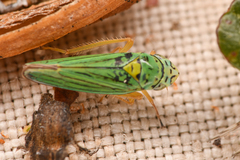 Graphocephala atropunctata