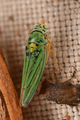 Graphocephala atropunctata