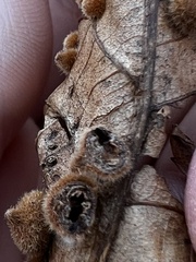 Caryomyia