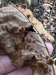 Caryomyia