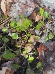 Chrysosplenium americanum