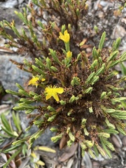 Hypericum irazuense