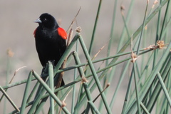 Agelaius phoeniceus californicus