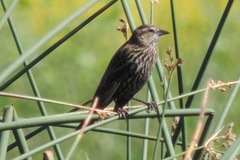 Agelaius phoeniceus californicus