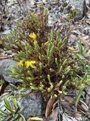 Hypericum irazuense