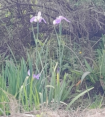 Iris giganticaerulea