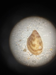 Crepidula maculosa