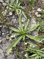 Deinandra fasciculata