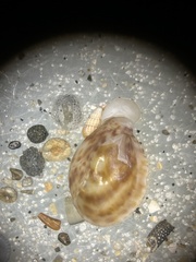 Crepidula maculosa
