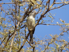 Vireo vicinior