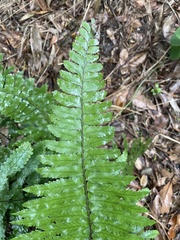 Microlepia marginata bipinnata