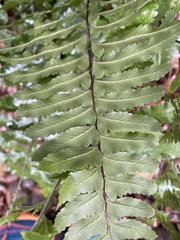 Microlepia marginata bipinnata