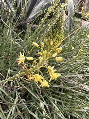 Bulbine frutescens
