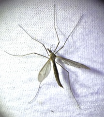 Tipula oleracea