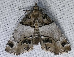 Cutina distincta