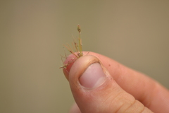 Bulbostylis capillaris