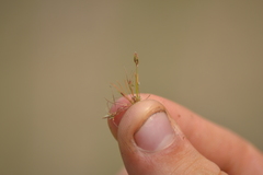 Bulbostylis capillaris