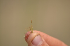 Bulbostylis capillaris