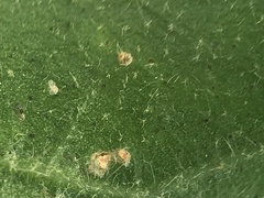 Flindersia xanthoxyla