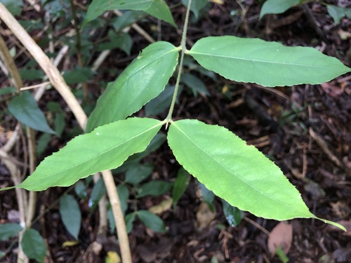 Daphnandra melasmena (Daphnandra melasmena)