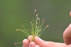 Bulbostylis capillaris