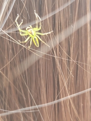 Lyssomanes viridis