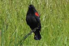 Agelaius phoeniceus californicus