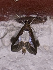 Diaphania