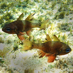 Ostorhinchus norfolcensis