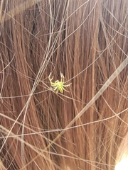 Lyssomanes viridis