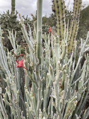Euphorbia lomelii
