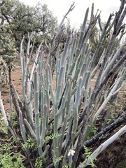 Euphorbia lomelii