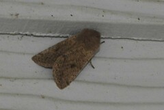 Orthosia pacifica