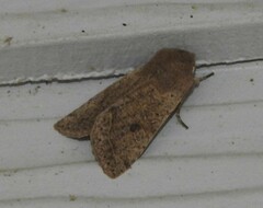Orthosia pacifica