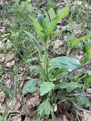 Verbena lasiostachys
