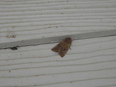 Orthosia pacifica