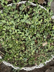 Curio rowleyanus