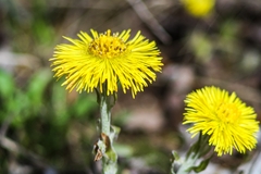 Tussilago farfara