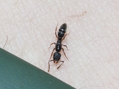 Hypoponera opaciceps