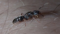 Hypoponera opaciceps